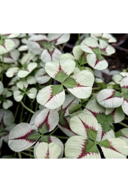 Конюшина повзуча Кров дракона